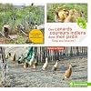 Des canards coureurs indiens dans mon jardin