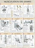 Musculation Des Jambes : Poster