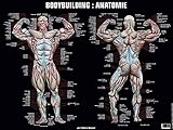 Poster Bodybuilding Anatomie