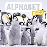 Alphabet Mon Imagier Des Animaux