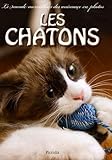 Les Chatons