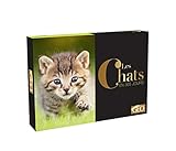 Calendrier Go Chats En 365 Jours