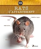 Rats D Appartement