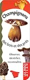 Champignons Des Bois Et Des Prs