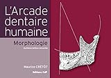 L'arcade Dentaire Humaine   Morphologie