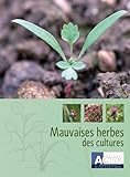 Mauvaises Herbes Des Cultures