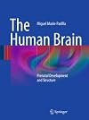 The Human Brain: Prenatal Development and Structure