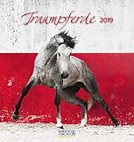 Traumpferde 2019 Postkartenkalender Aufstellbarer Postkartenkalender
