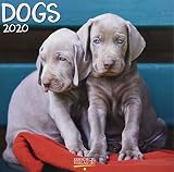 Dogs 2020 Broschrenkalender Mit Ferienterminen Hunde Und Welpen