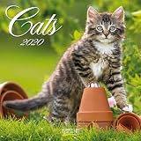 Cats 2020 Broschrenkalender Mit Ferienterminen Katzen Und Ktzchen