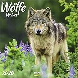 Wlfe 2020 Broschrenkalender Mit Ferienterminen Fasziniernde Bilder Von Wlfen