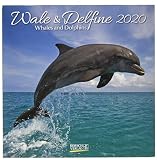 Wale Und Delfine 2020: Brosch%C3%BCrenkalender Mit Ferienterminen. Tierkalender Von Fischen
