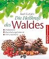 Die Heilkraft des Waldes: Vitalisierend, wundheilungsfördernd, immunstärkend