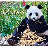 Pandas 2019 Mittelformatkalender