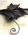 Karl Blossfeldt : 1865-1932 [midsize]
