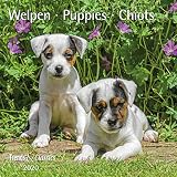 Welpen Puppies 2020 Broschrenkalender Wandkalender Mit Herausnehmbarem Poster