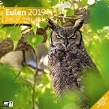 Eulen 2019, Wandkalender 