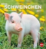 Se Schweinchen 2017 Postkartenkalender