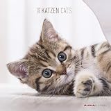 Calendario Da Muro 30x30 Cm Cats 2020