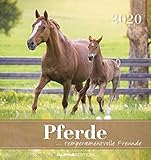 Pferde 2020 Postkartenkalender