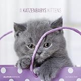 Katzenbabys 2019 Brosch%C3%BCrenkalender