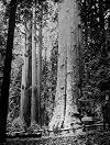 Man Ray: Trees & Flowers-Insects & Animals