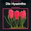 Hyacinth
