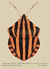 Heteroptera