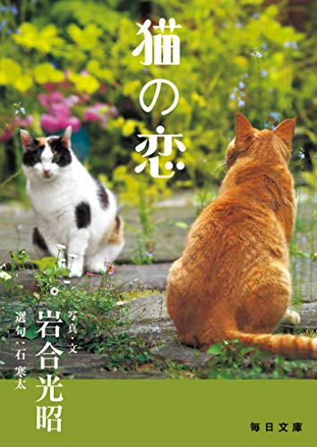 猫の恋