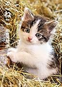 写真文庫 こねこ