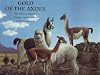 Gold of the Andes (2 Vol. Set): The Llamas, Alpacas, Vicu&ntilde;as and Guanacos of South America