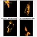 Song Do You See The Lights? by Grant McLennan on In Your Bright Ray at Amazon