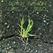 Song Sometimes by Kenny Rankin on Like a Seed at Amazon