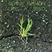 Song I Was Born by Kenny Rankin on Like a Seed at Amazon