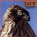 Song Dry County by Blackfoot on Marauder at Amazon