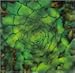 Song Green Paste by Bill Laswell on Second Nature at Amazon