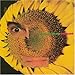Song O Cu Do Mundo by Caetano Veloso on Circuladô at Amazon