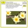 Alto rhapsody, Op.53 + Nänie, Op.82 + Song of destiny, Op.54 + Song of triumph, Op.55 [sound recording]