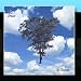 Song Banyan by Osmosis on Trees at Amazon
