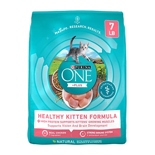 Best Kitten Food for Healthy Growth and Strong Immunity