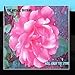Song Lady by Musical Offering on Roll Away the Stone at Amazon