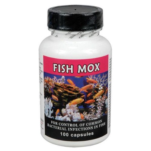 Fish Mox (Amoxicillin 250 mg) 100 Caps GoSale Price