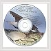 Song Under a lovers moon by Bruce Greaves on Eagles &amp; Kiwi's at Amazon