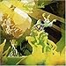 Song English Western by Greenslade on Greenslade at Amazon