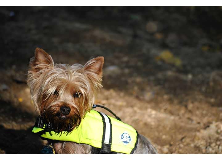Paws Aboard Dog Life Jacket
