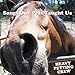 Song Sam's Song by Heavy Petting Crew on Songs Our Pets Taught Us at Amazon