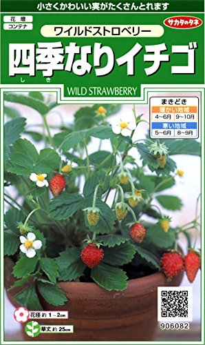 初心者におすすめな家庭菜園の野菜・人気投票&ランキング 7位 ワイルドストロベリーの画像