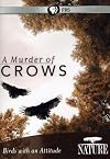 Nature: A Murder of Crows
