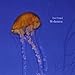 Song Currents by Dan Pound on Medusazoa at Amazon
