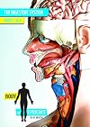 Body of Evidence: The Digestive System